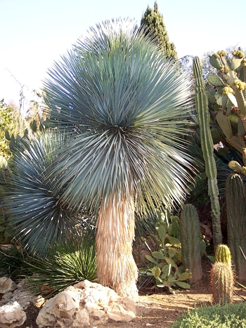 Yuca rostrata Yuca rostrata