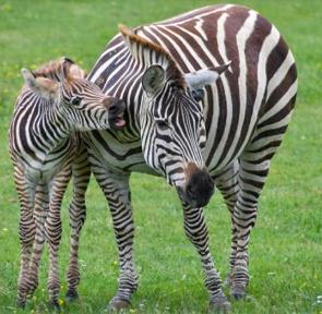 Foto de uma zebra mãe com filhote